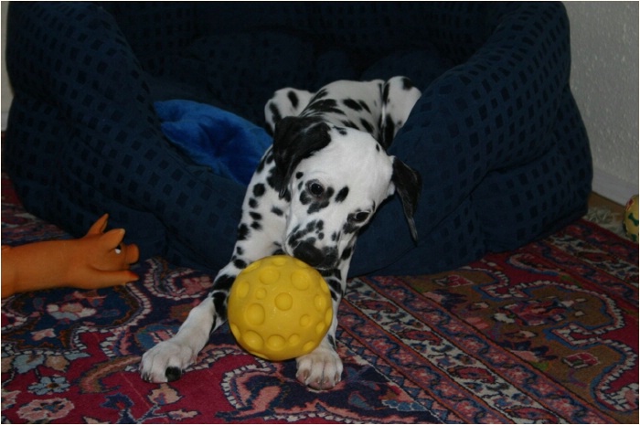 schon wieder ein neues Balli